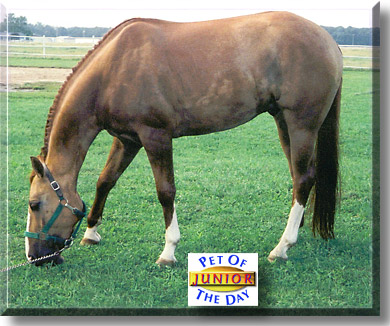 Junior, the Pet of the Day