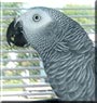Kami