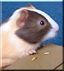 Hamlet