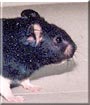 Leopold