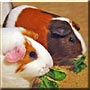 Nibbles, Brownie