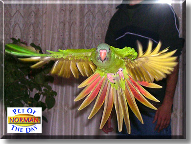 Norman, the Pet of the Day