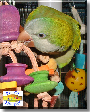 Zeta, the Pet of the Day
