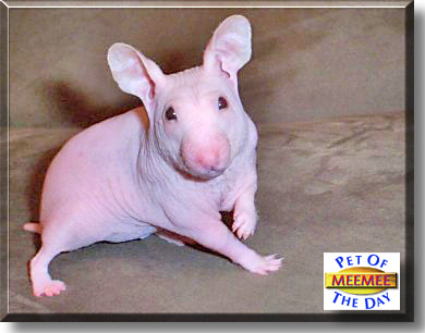 hairless hamsters for sale