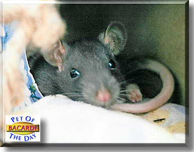 Bacardi, the Pet of the Day