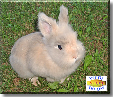 Nikki, the Pet of the Day