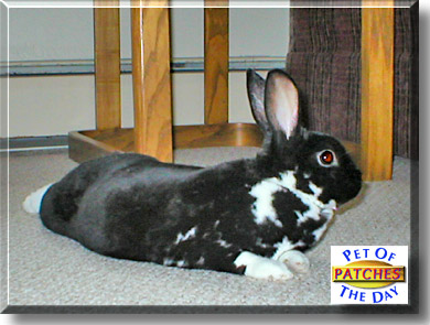 Patches, the Pet of the Day