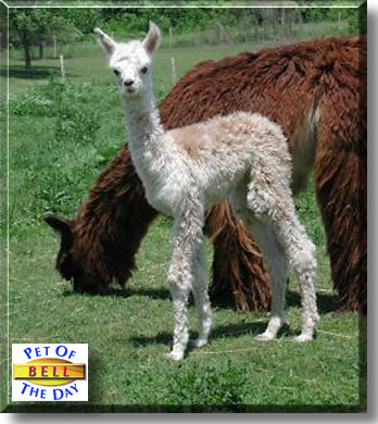 Bell, the Pet of the Day