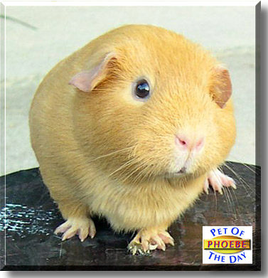 Phoebe, the Pet of the Day
