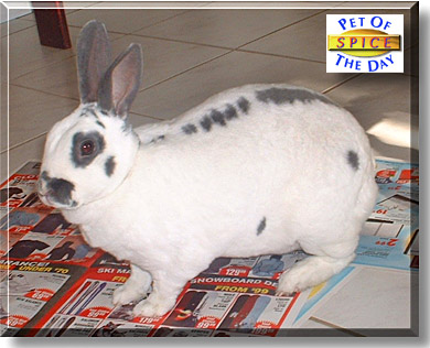 Spice, the Pet of the Day
