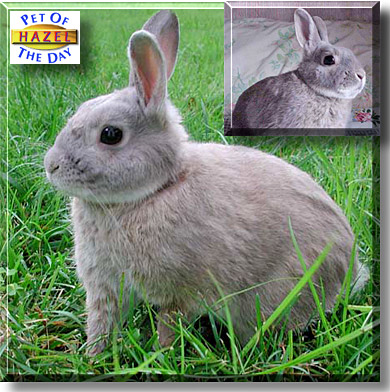 Hazel, the Pet of the Day