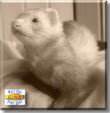 Gina, the Pet of the Day