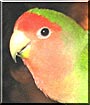 Tuffy