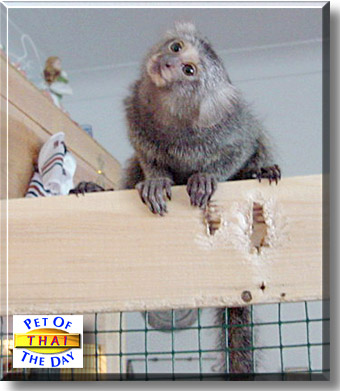 Thai, the Pet of the Day