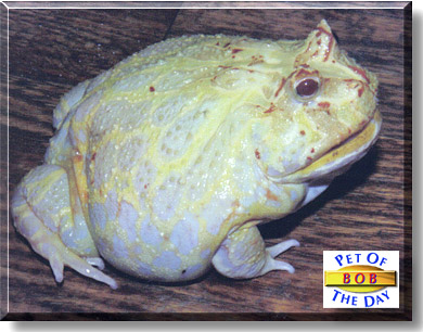 Bob, the Pet of the Day