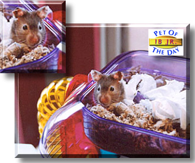Ib Jr., the Pet of the Day