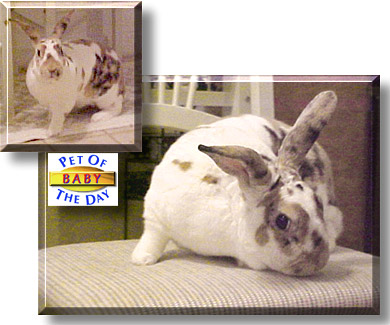 Baby, the Pet of the Day