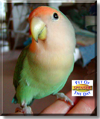 Spenser, the Pet of the Day