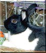 Bootsie