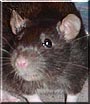 Zoe