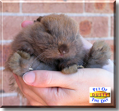 Dusty, the Pet of the Day
