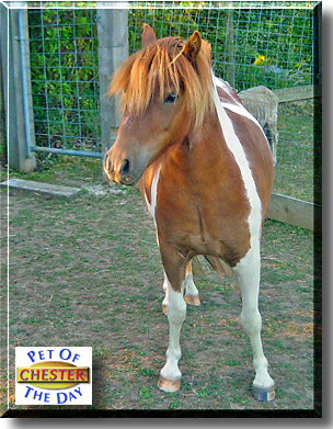 Chester, the Pet of the Day