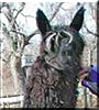 Harry Paca