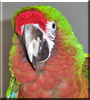 Juan