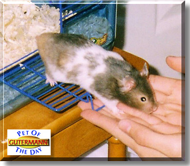 Gutermann, the Pet of the Day