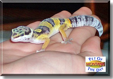 Montana, the Pet of the Day