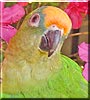 Pakito