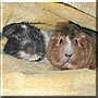 Cookie, Nutmeg