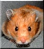 Flitzer