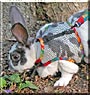 Bugsy