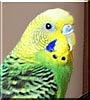 Mr. Keet