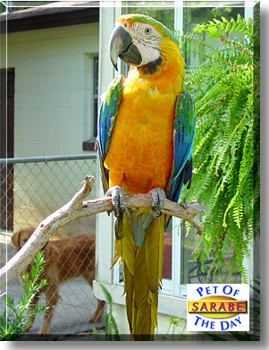 Sarabe, the Pet of the Day