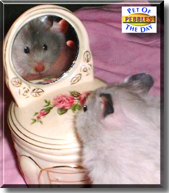 Pebbles, the Pet of the Day