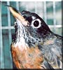 Robin