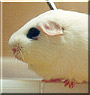 Mr. Piggy