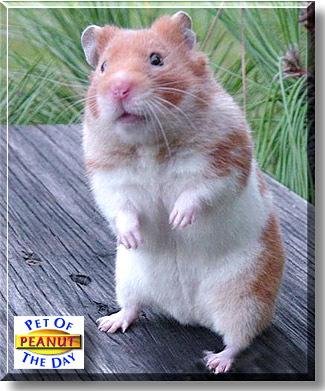 Peanut, the Pet of the Day
