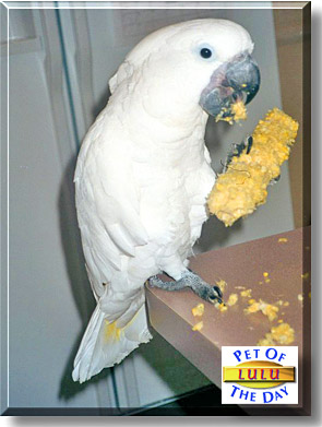 Lulu, the Pet of the Day