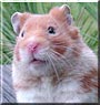 Peanut