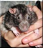 Spike