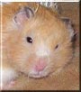 Pipi