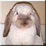 Cotton