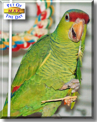 Max, the Pet of the Day