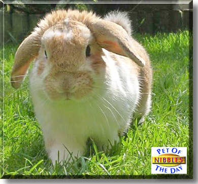 Nibbles, the Pet of the Day