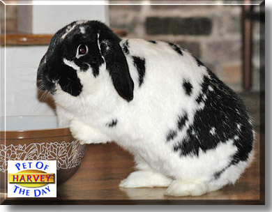 Harvey, the Pet of the Day