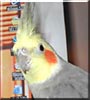 Tweeter