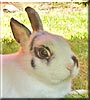 Parsley